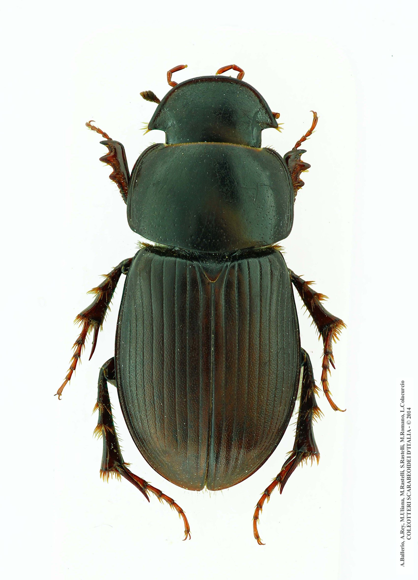 Acrossus siculus siculus, maschio